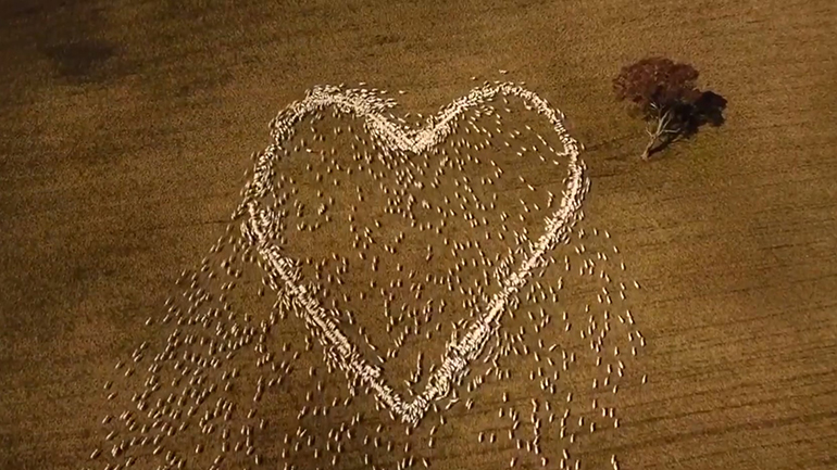 Πρόβατα τρέχουν και σχηματίζουν μια καρδιά